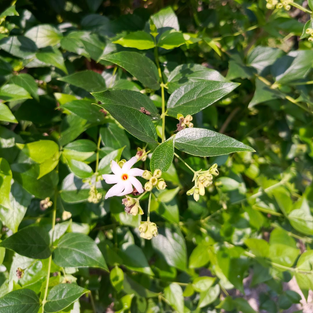 Srigading plant on the homestead