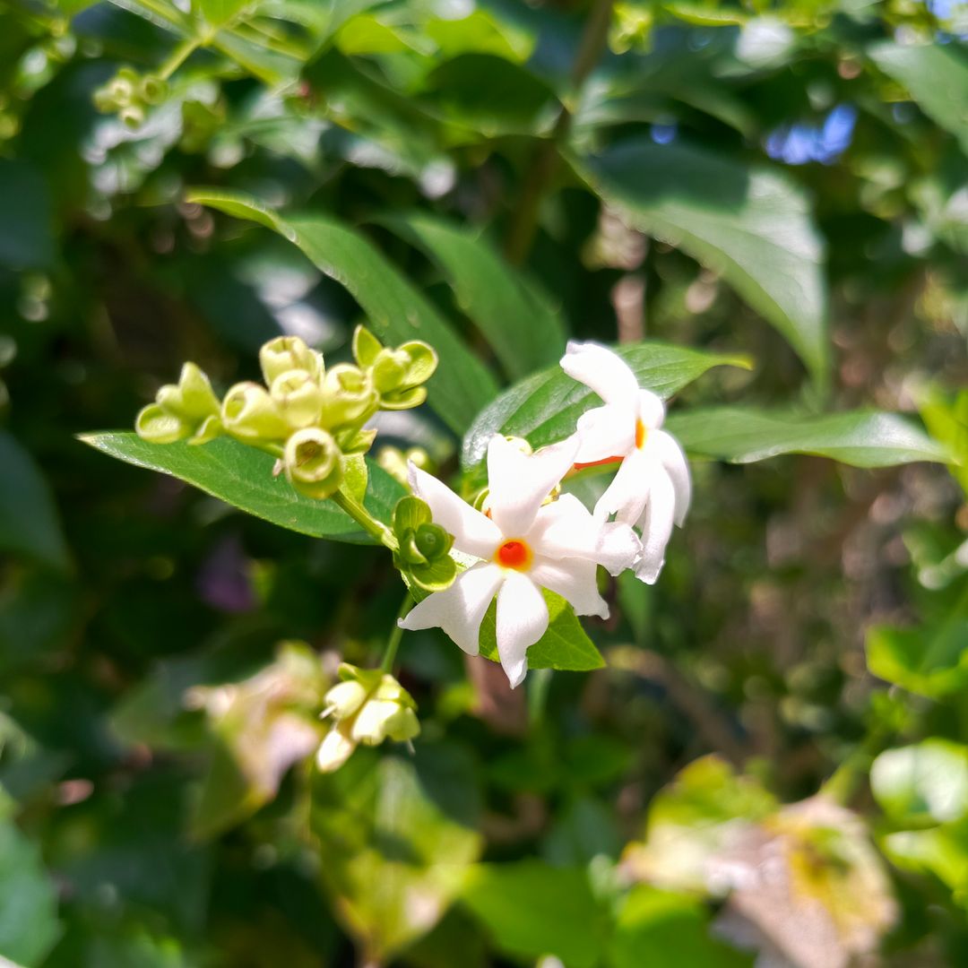 Blooming Srigading flower