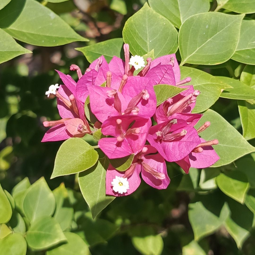 Bougainvillea