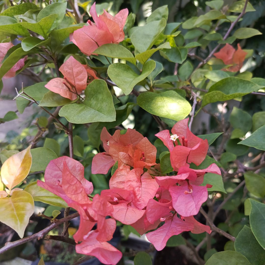Orange Bougainvillea