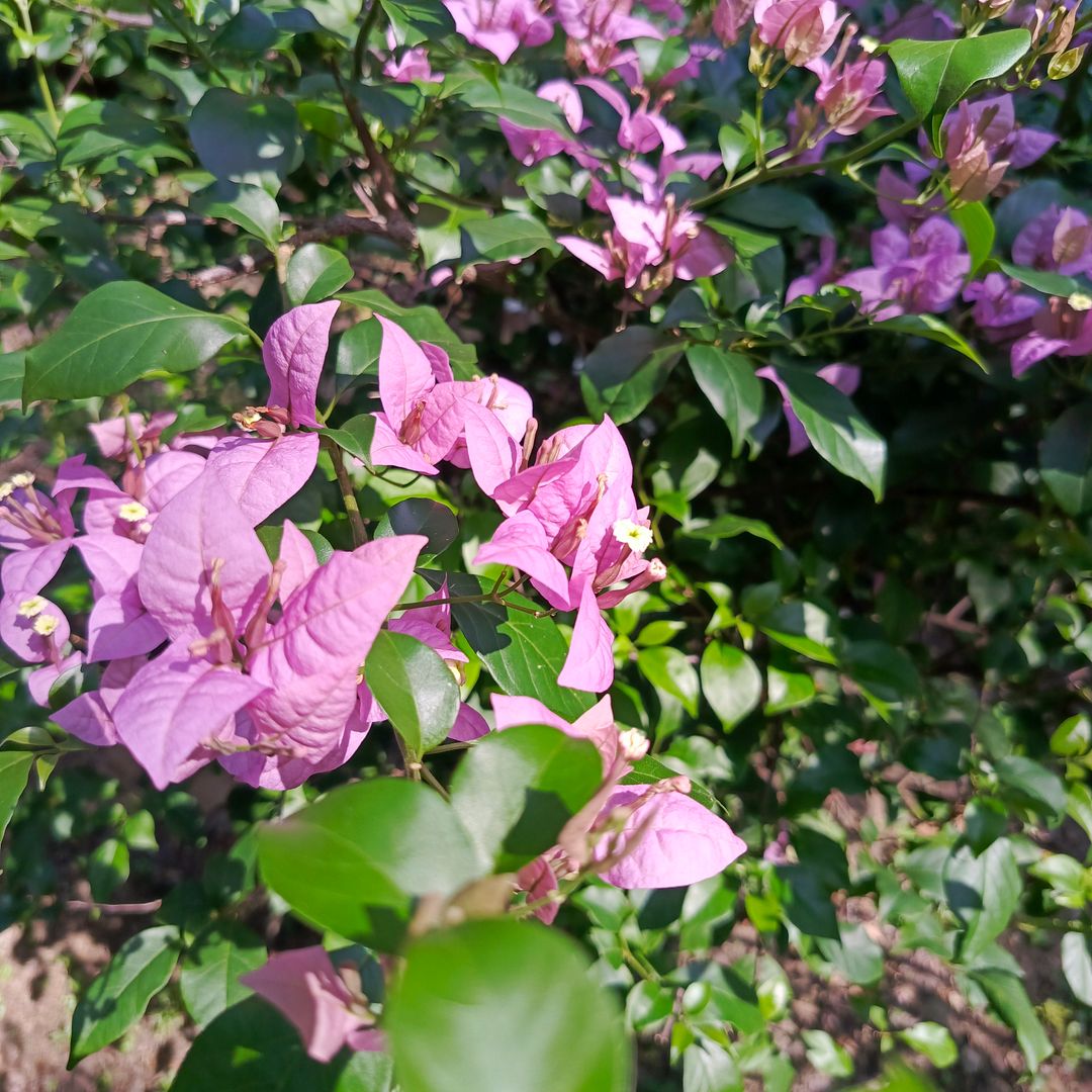 Bougainvillea in the morning sun