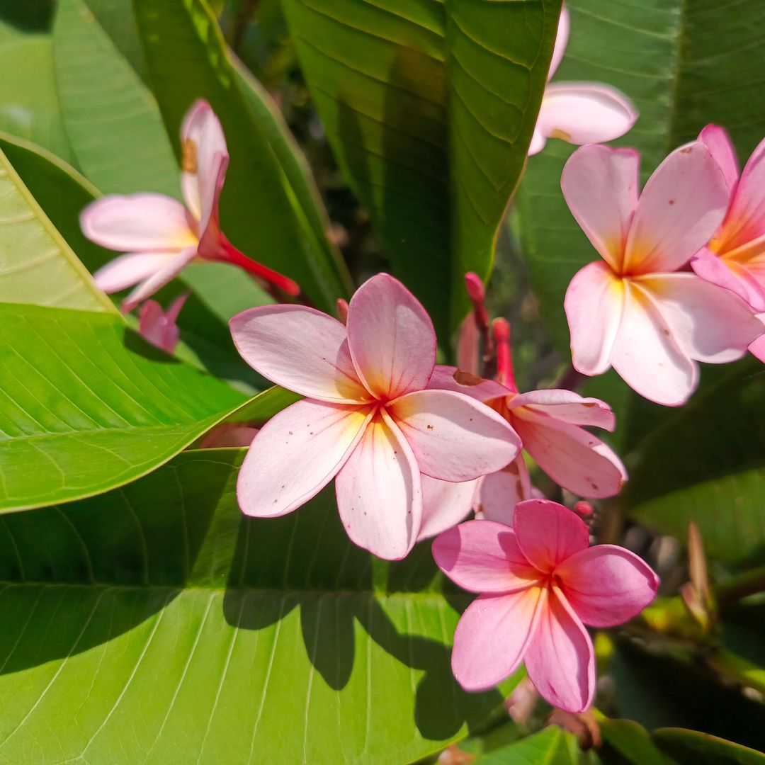 Pink Plumeria