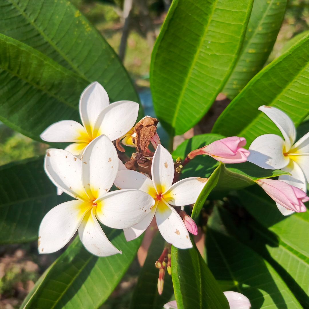 Blooming Plumeria