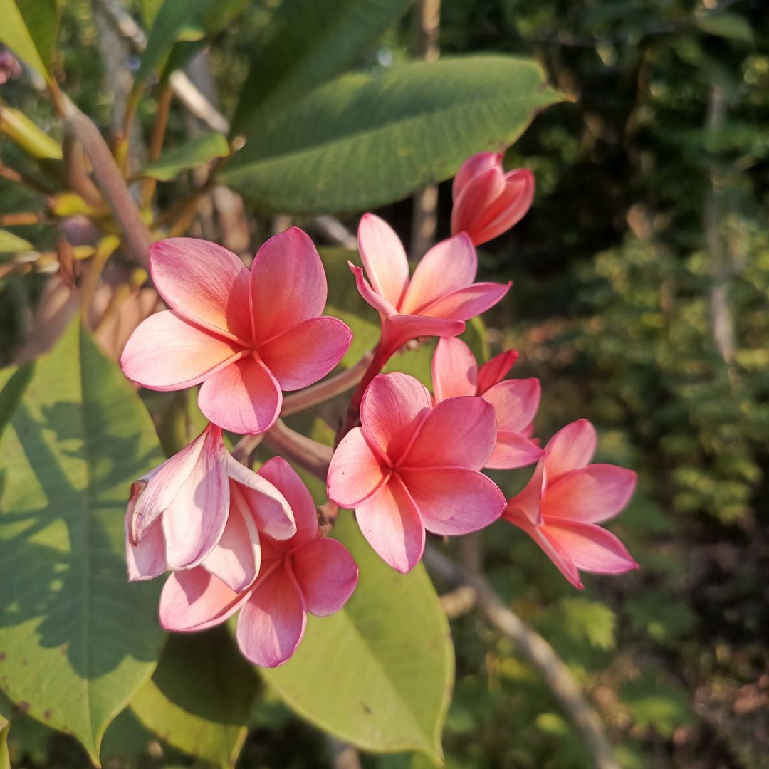 Blooming Plumeria