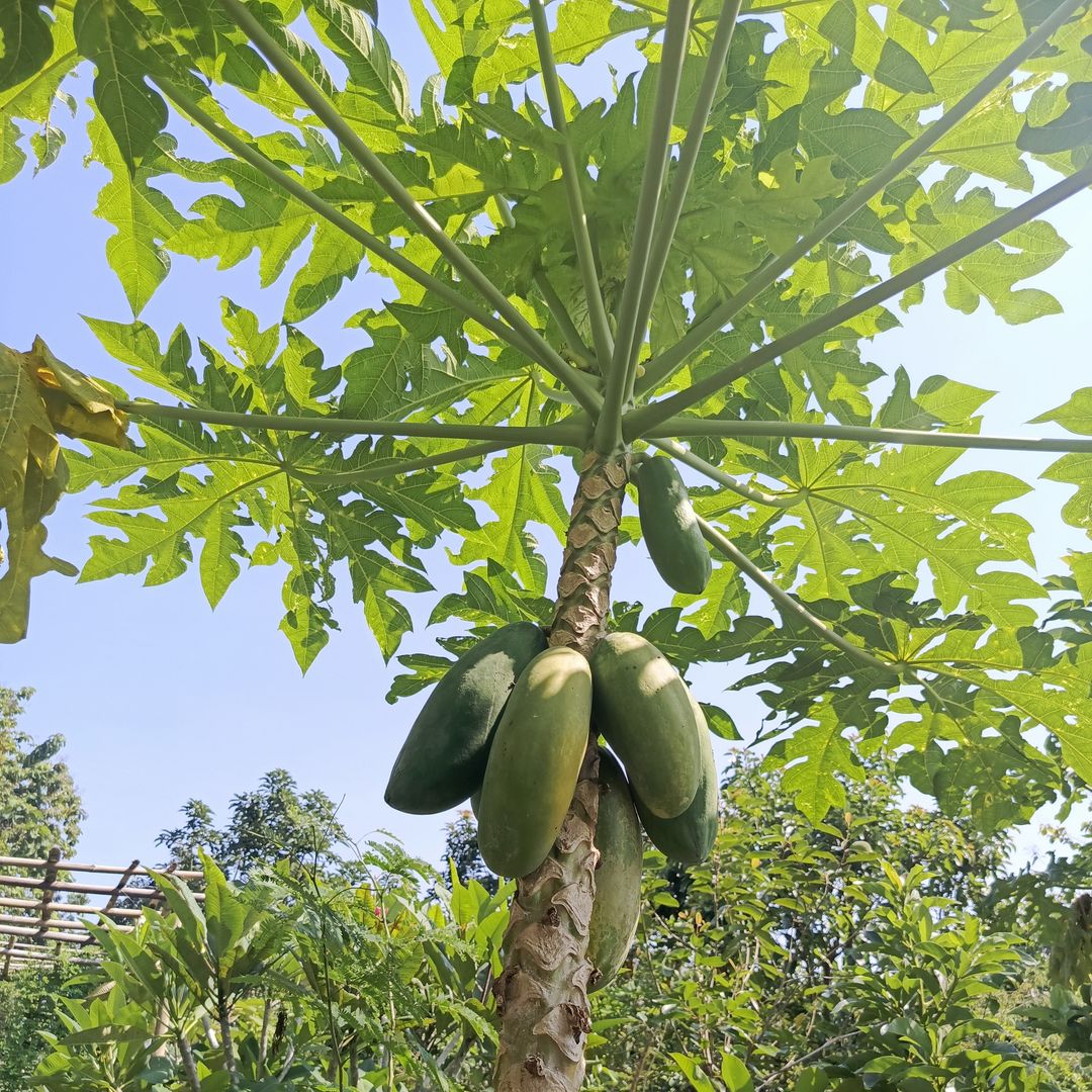 Carica Papaya