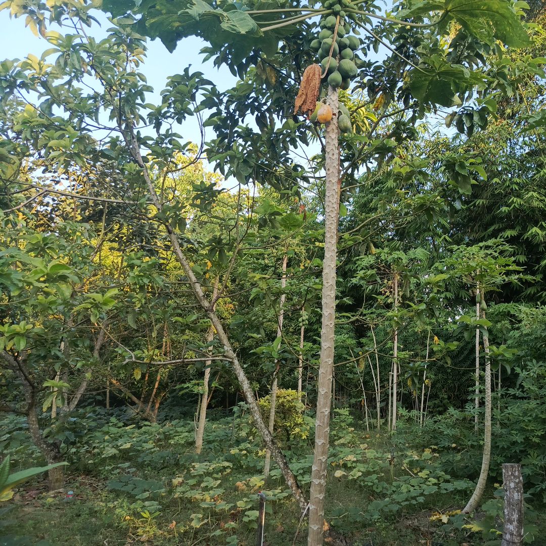 Ripe Papaya