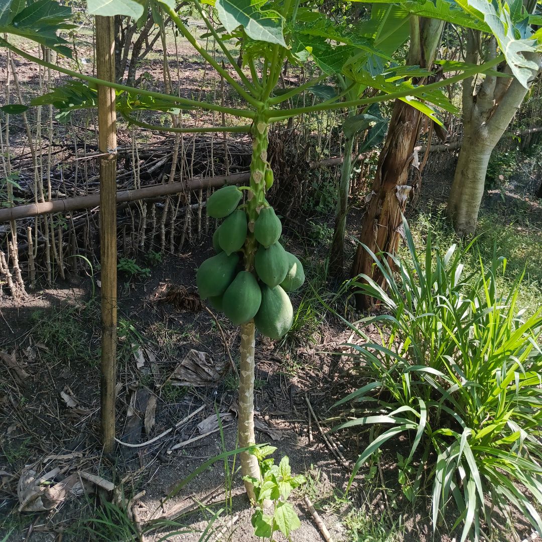 Dwarf fruiting Papaya
