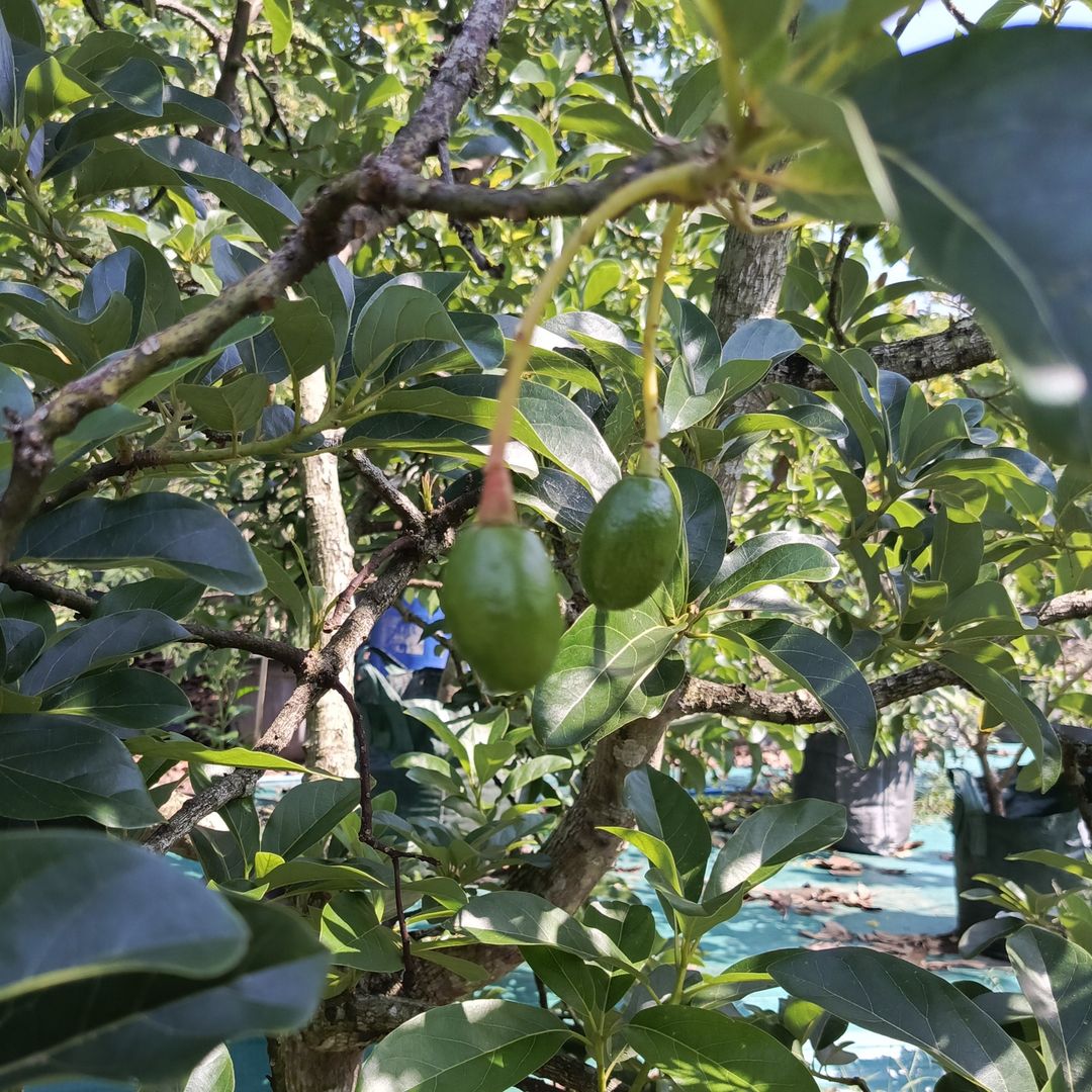 Avocado mini