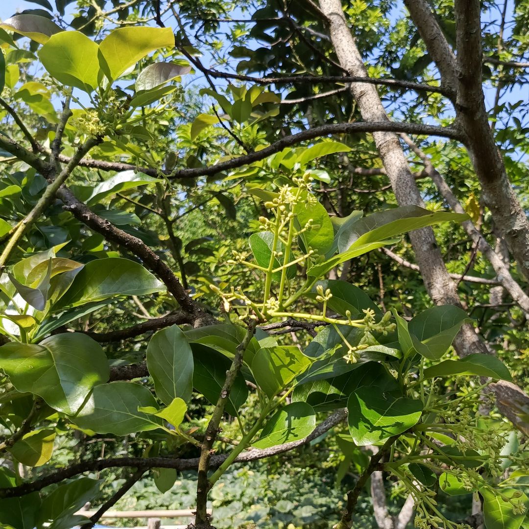 Flowering Avocado in the morning sun