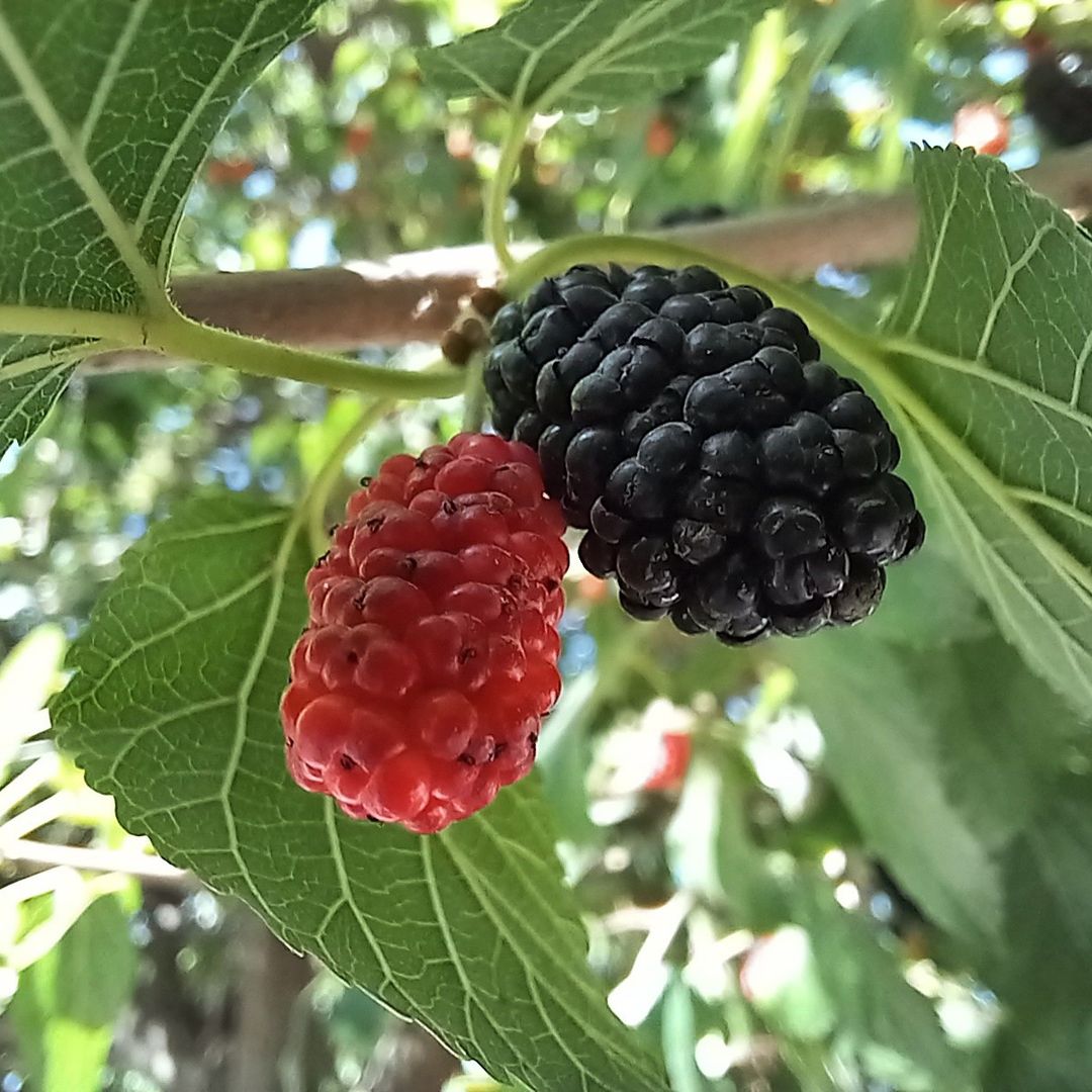 Morus Alba