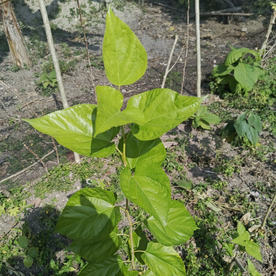 Our Mulberry sapling
