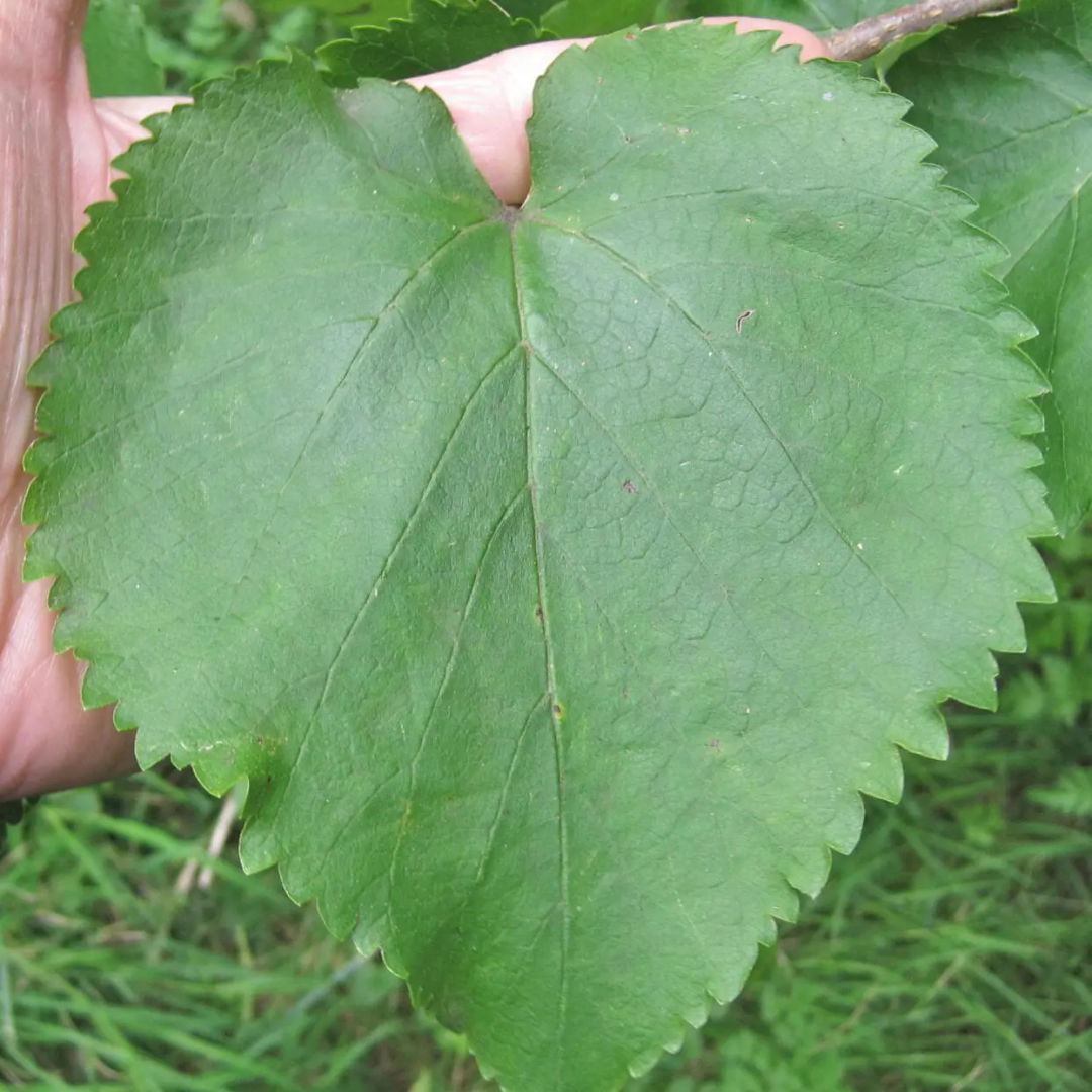 Mature Mulberry leaf