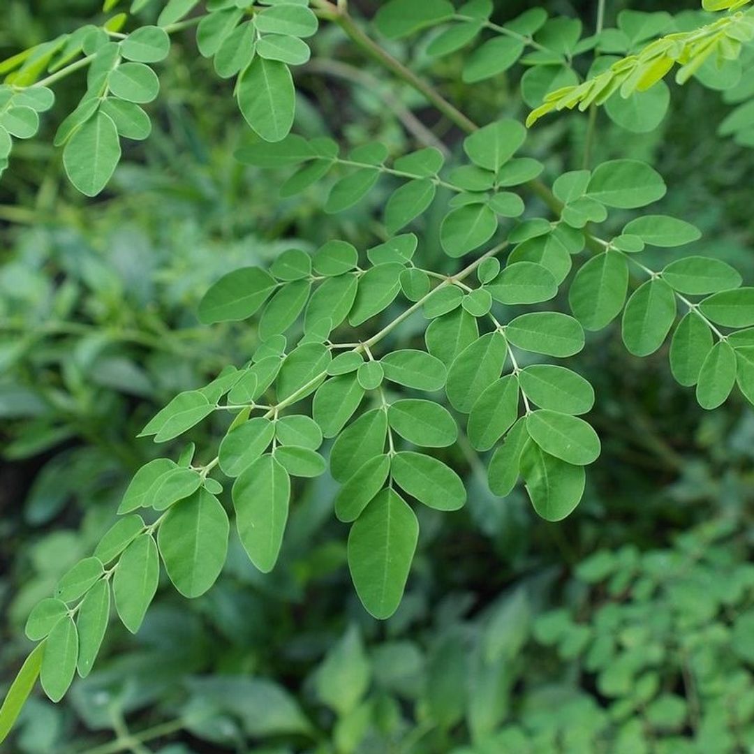 Moringa Oleifera