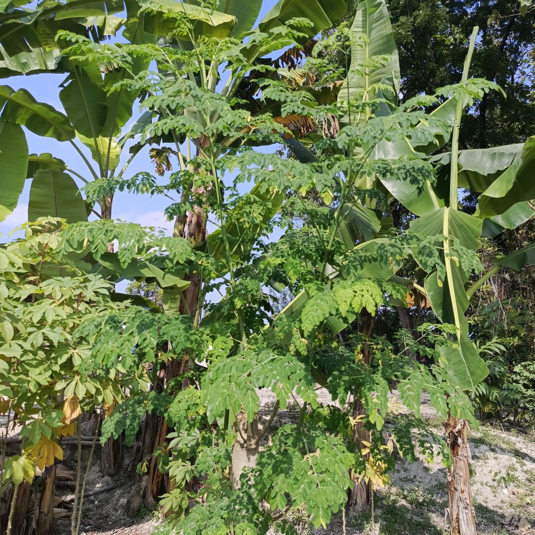Moringa tree