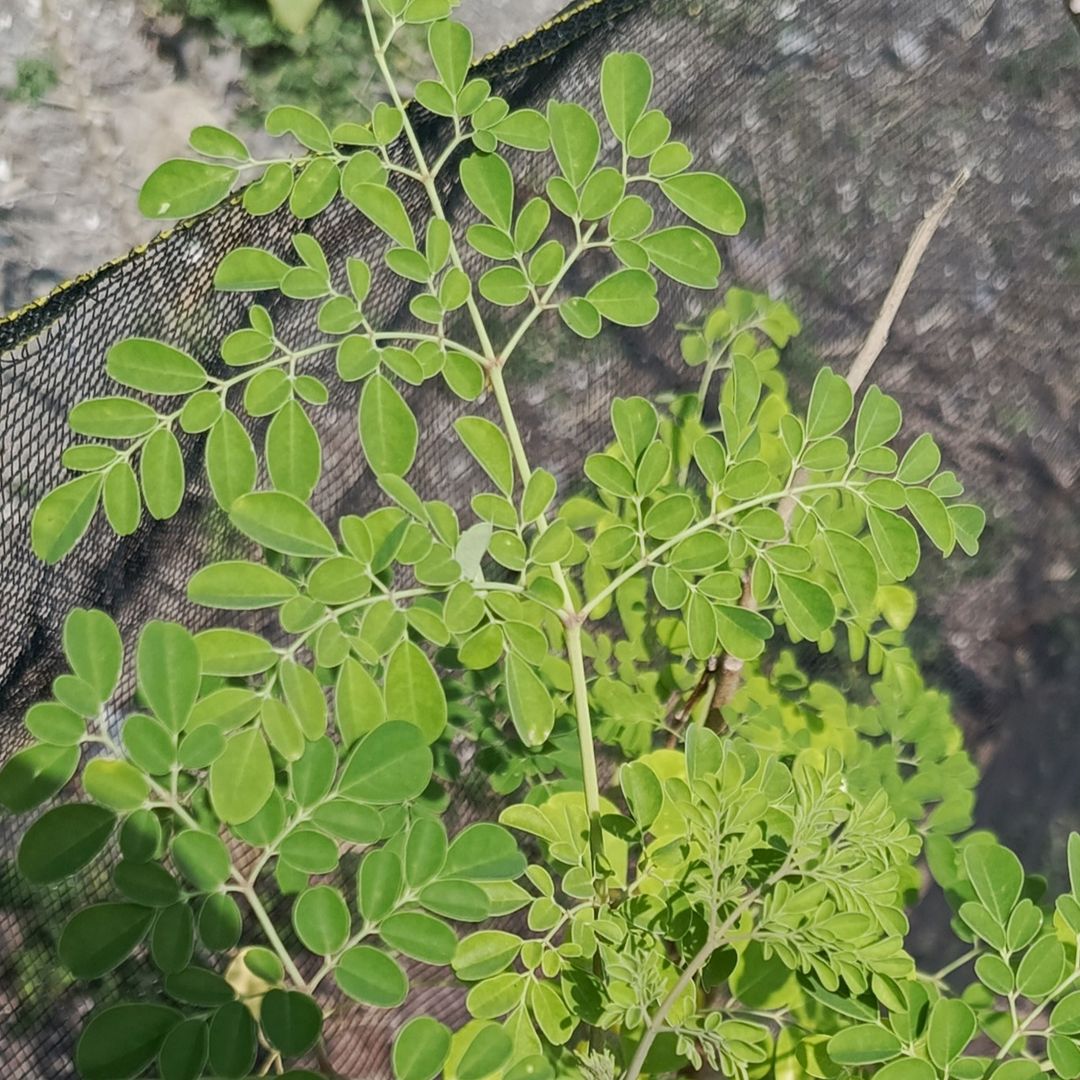 Harvesting Moringa in the morning sun