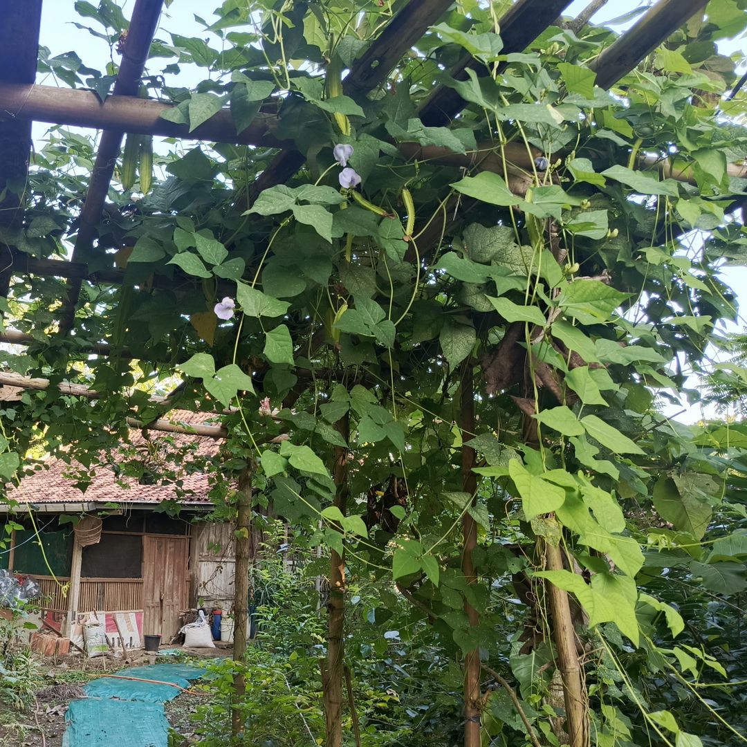 Kecipir vines
