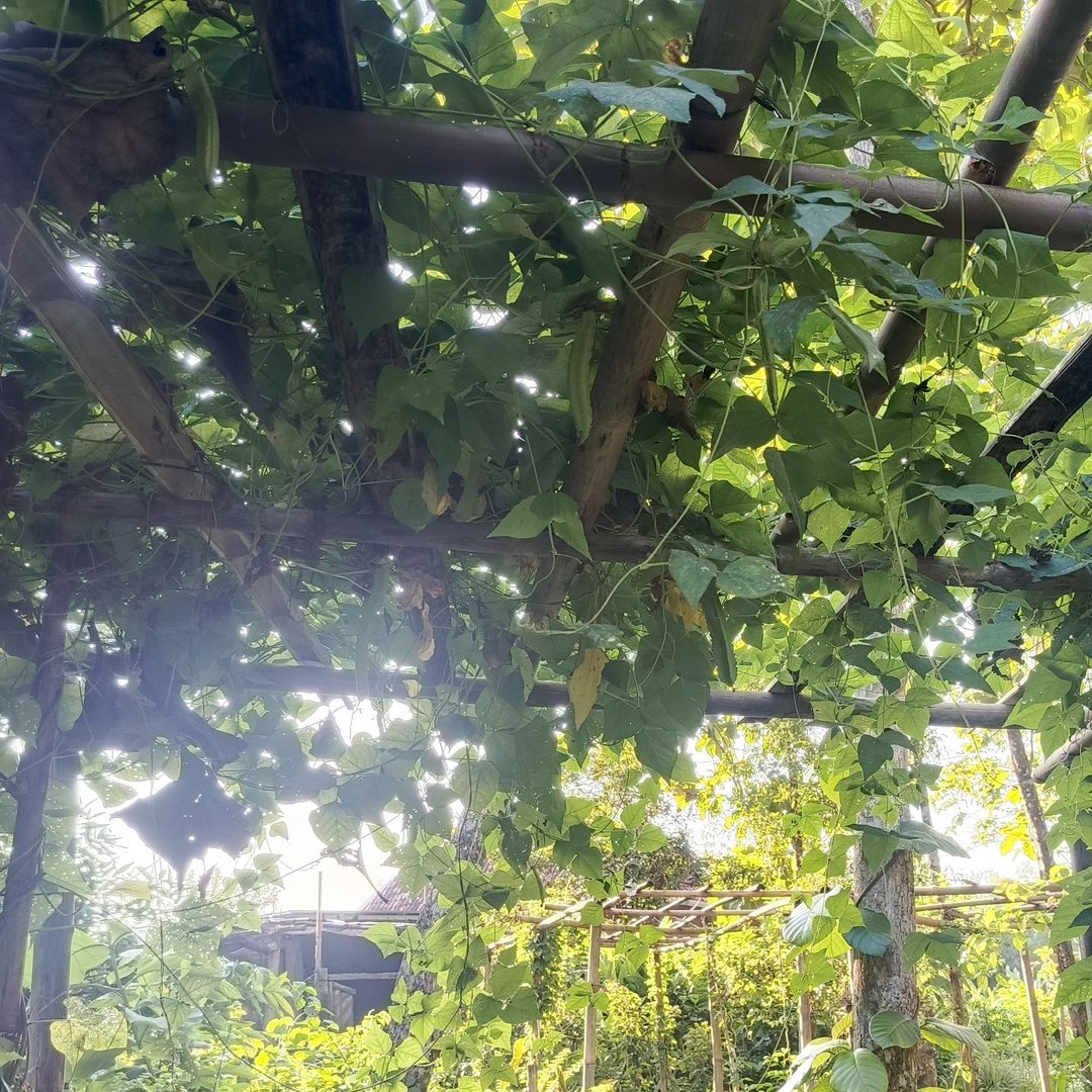 Harvesting Kecipir in the morning sun