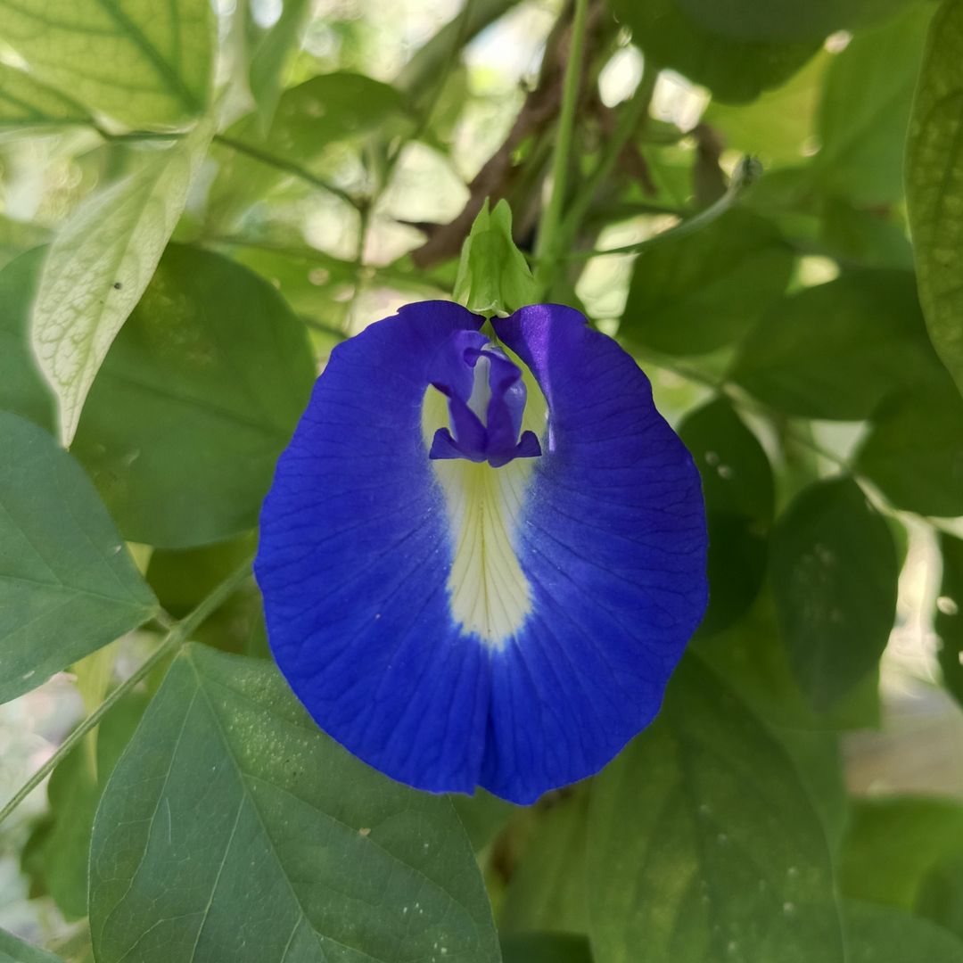 Clitoria ternatea