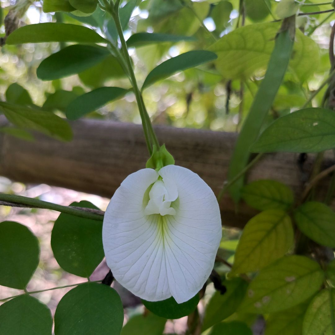 White Bunga Telang