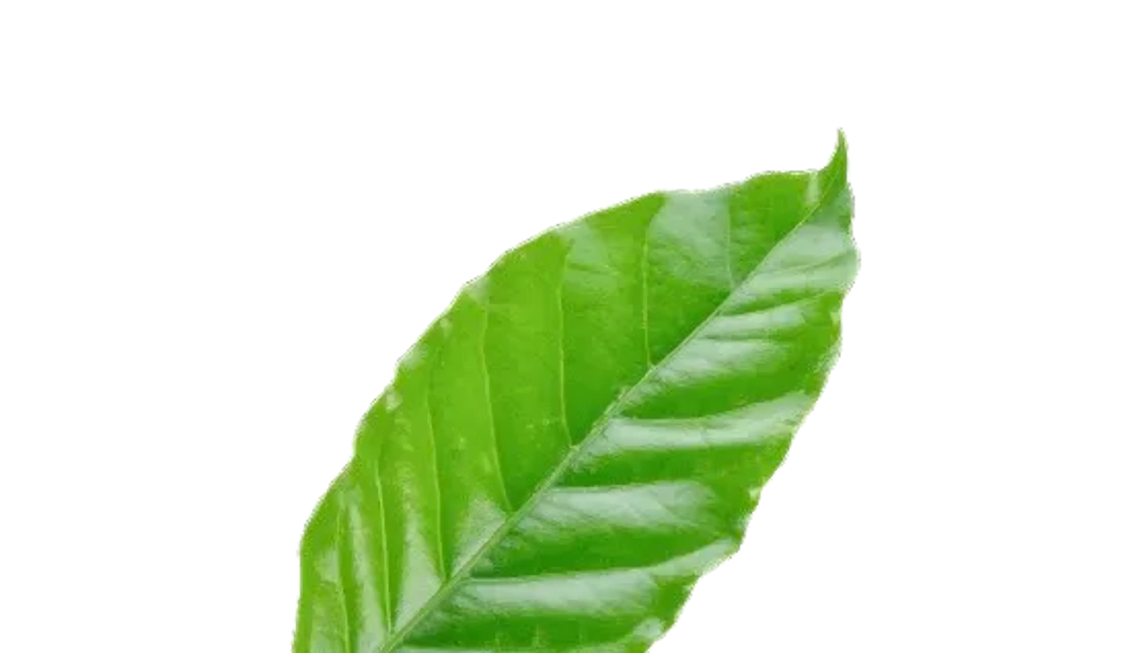 coffee_leaf_img