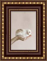 Mahogany Oval Medallion Frame FW 474 - Main
