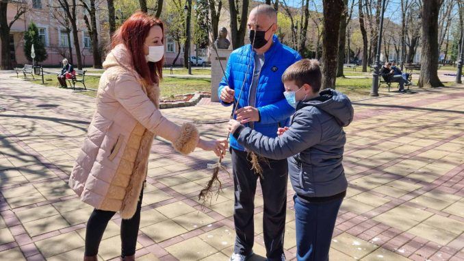 Podela sadnica belog jasena Bela Crkva Podela sadnica belog jasena Bela Crkva