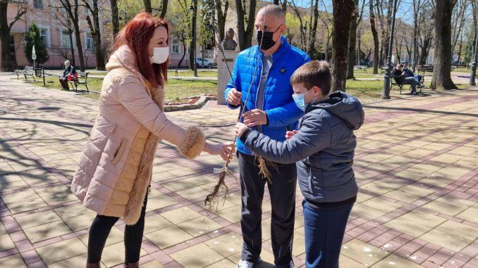 Podela sadnica belog jasena Bela Crkva