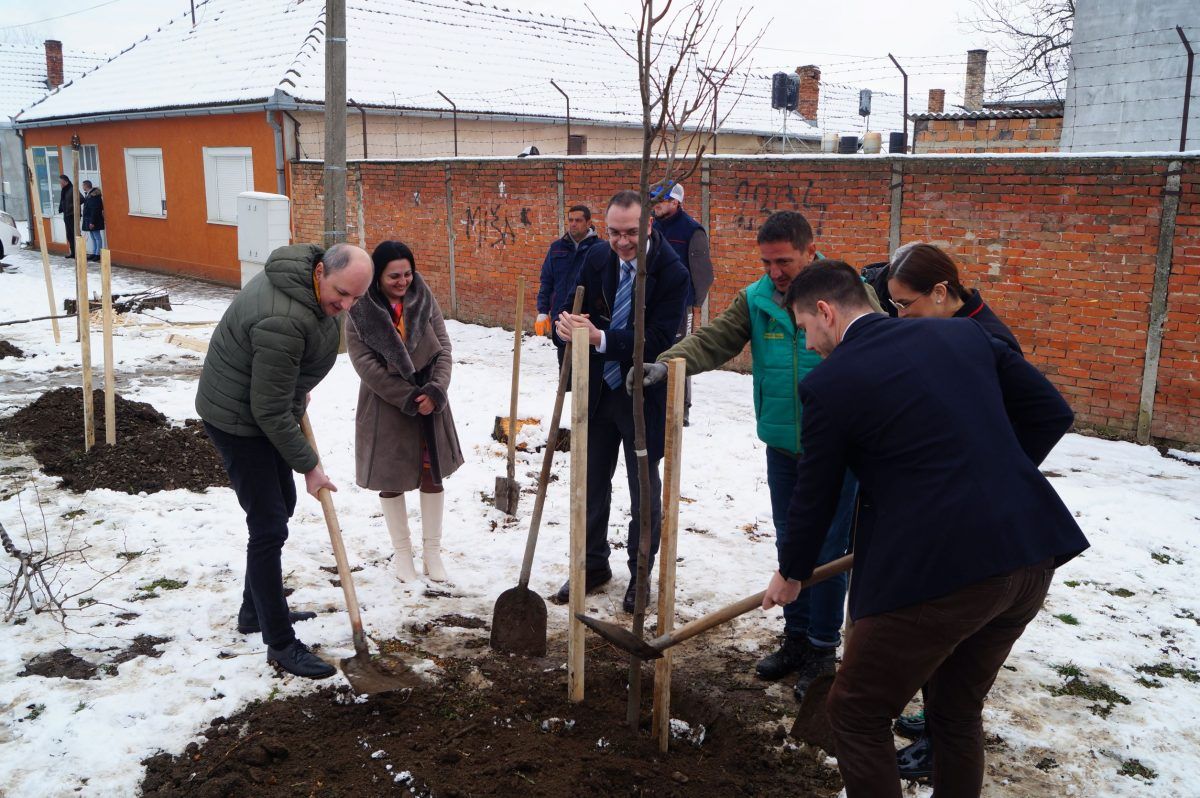 Novi drvored lipa u Beloj Crkvi