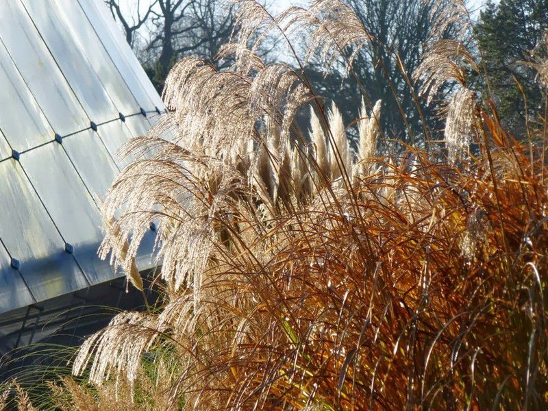 Paisajismo en otoño, todo lo que hay que saber sobre tu jardín en esta época.