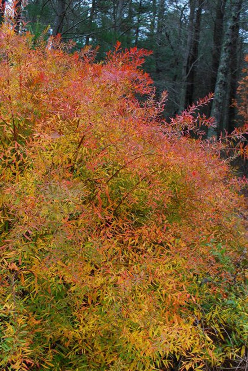 Paisajismo en otoño, todo lo que hay que saber sobre tu jardín en esta época.