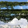 Epífita Arquitectura & Paisaje