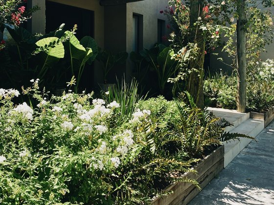 jardin