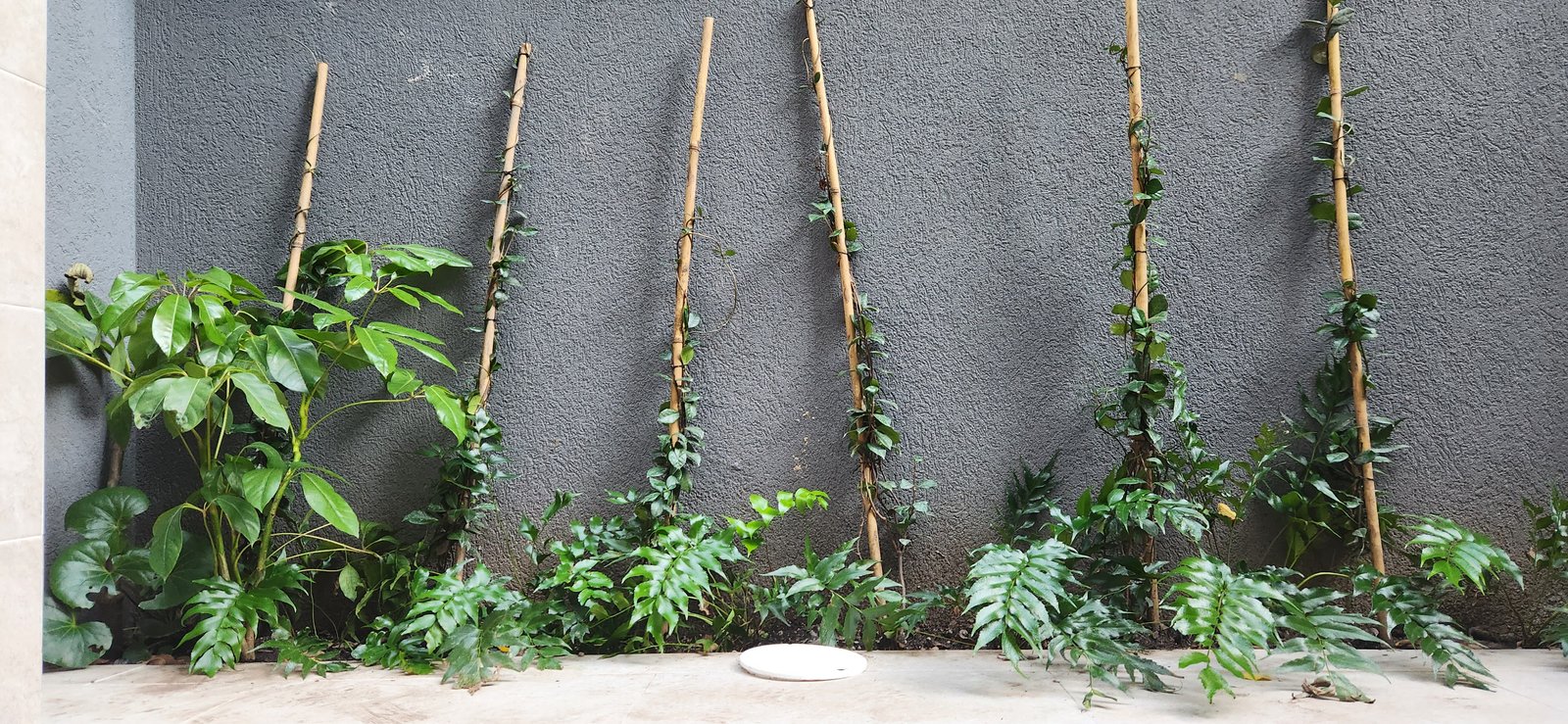 Patio con pared de concreto y enredaderas en cañas de bambú — proyecto Casa ENRICH, por Estudio Rifahi, en Colegiales