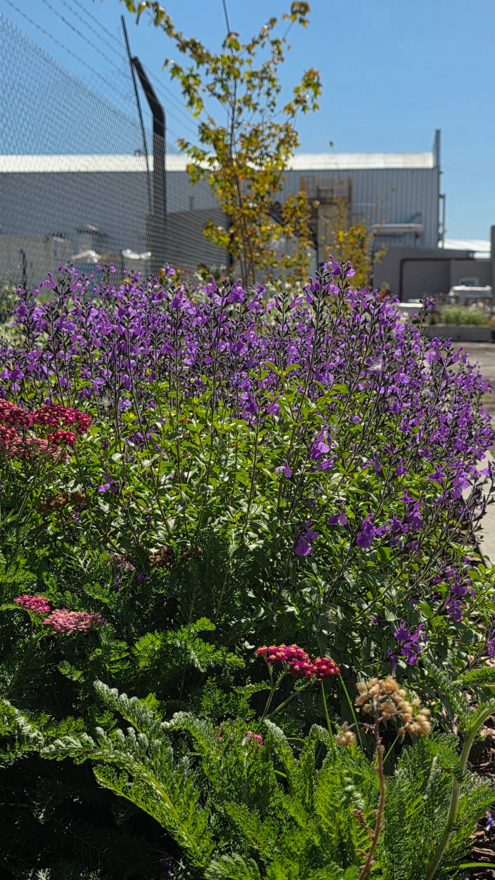 Jardim com flores roxas e rosas em frente a prédio industrial — projeto Paisajismo Fabril., por Marcela García Brünner Paisajista, em El Pato