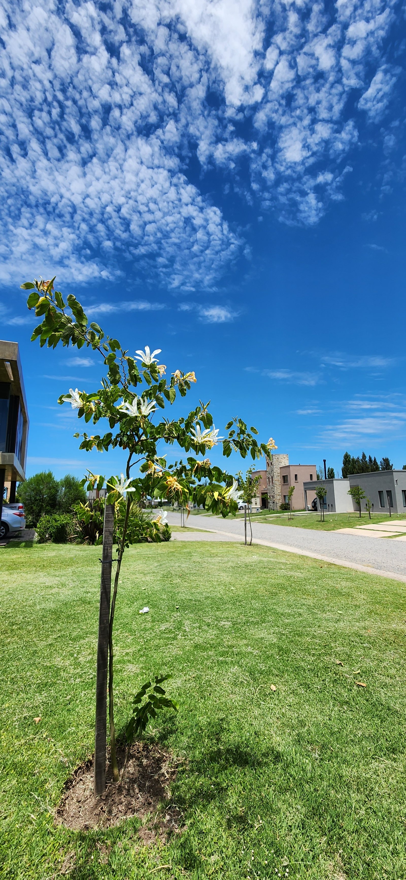 Árbol en flor frente a casas modernas bajo cielo nublado — proyecto Masterplan arbolado urbano - Lagos de San Eliseo, por Estudio Rifahi, en San Vicente
