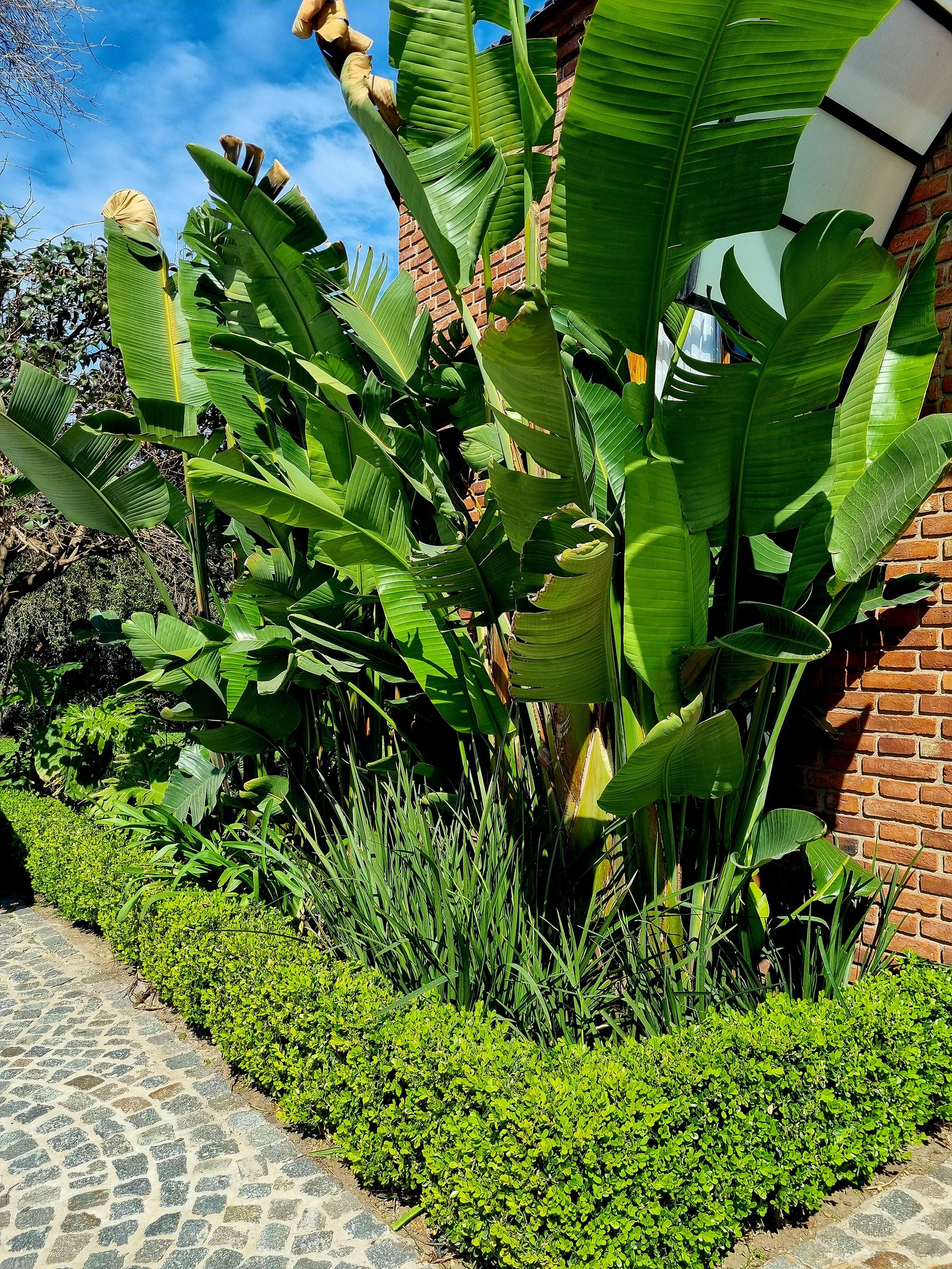 Jardim tropical exuberante com caminho de pedra curvo — projeto Miraflores, por Marcela García Brünner Paisajista, em Ruta Panamericana KM 37
