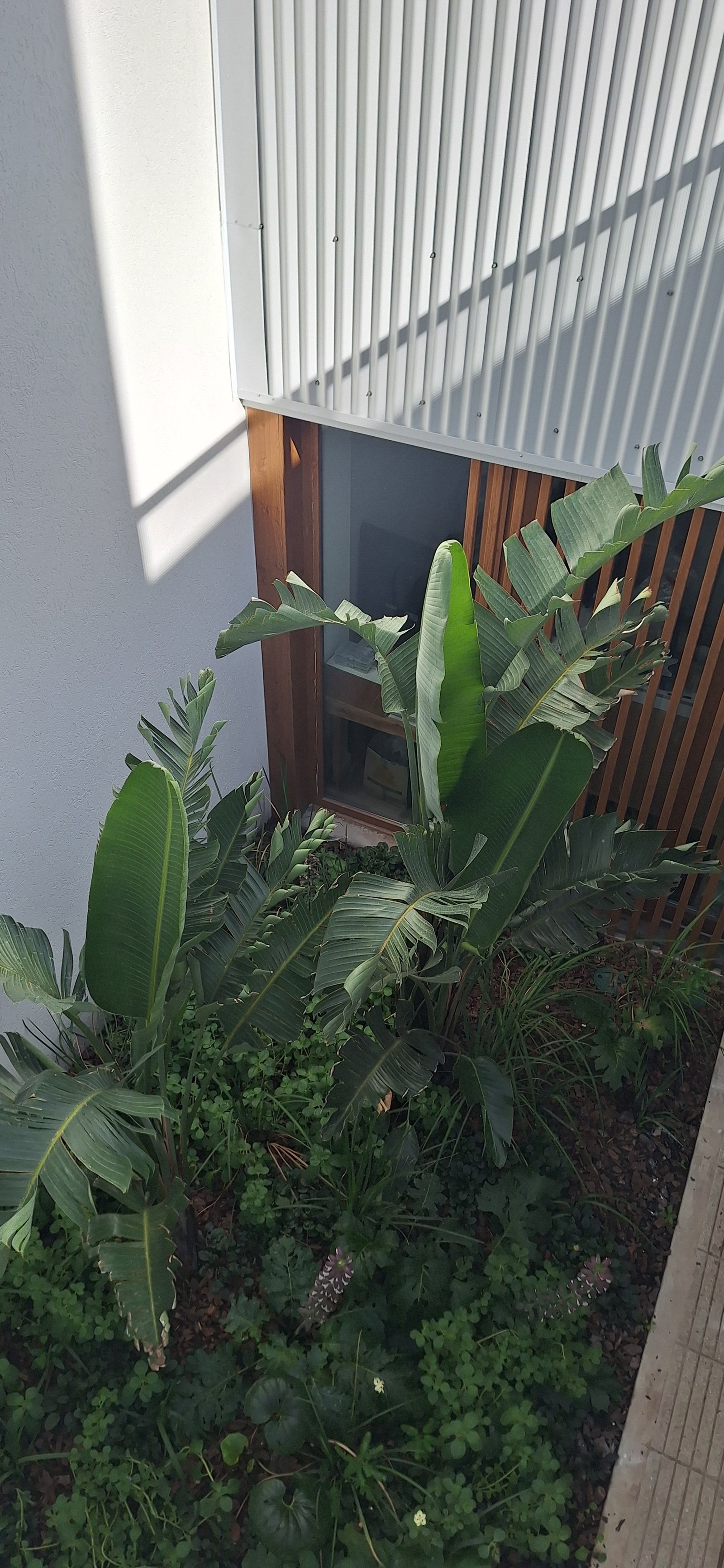 Jardim moderno com fachada de metal corrugado e vegetação exuberante — projeto Edificio Escribano, por LW Lopez Wolder arquitectos, em Pasaje Escribano 66