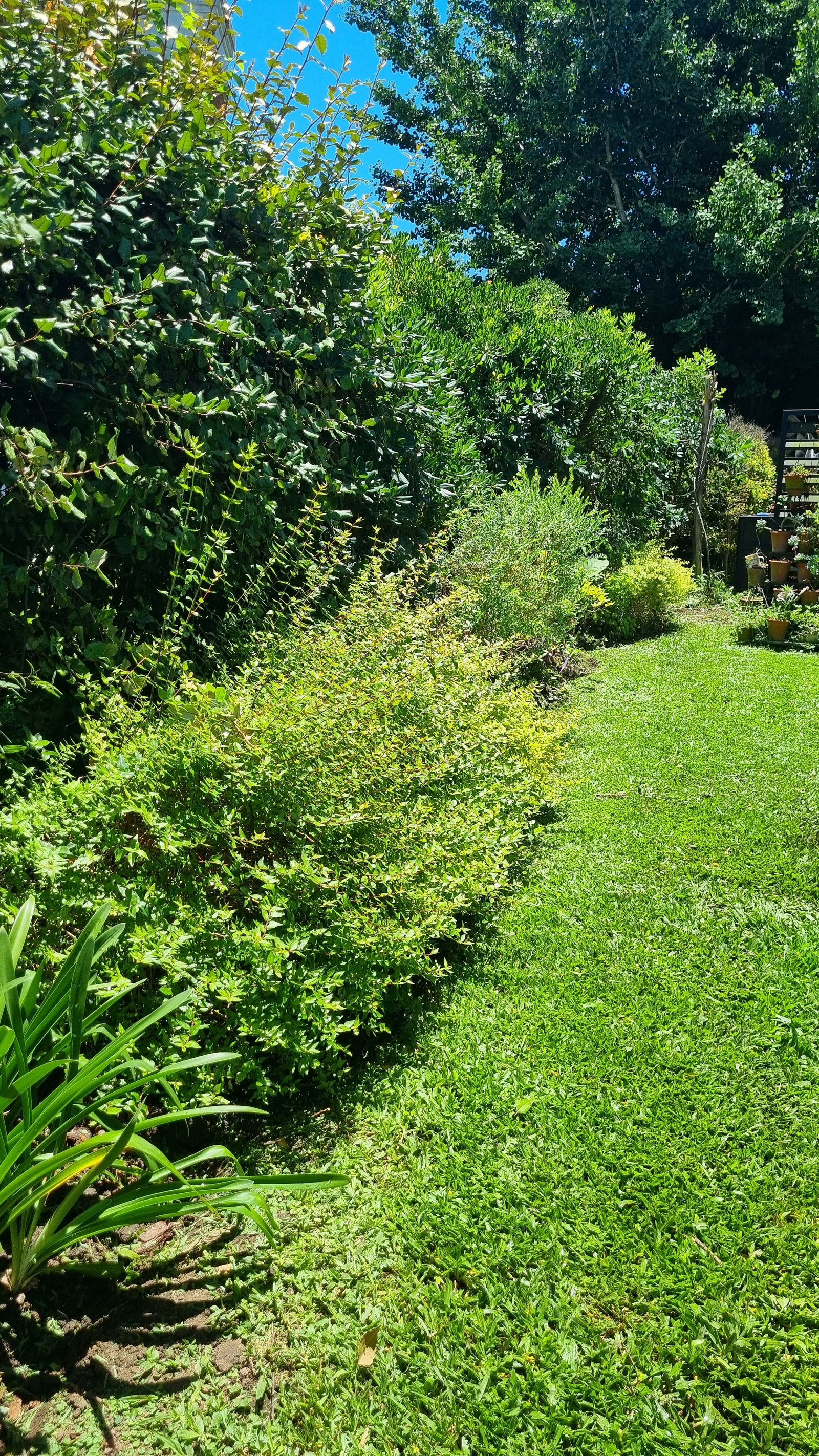 Jardim com gramado verde e pérgola de madeira — projeto Ayres del Pilar El Puesto, por Marcela García Brünner Paisajista, em INF44024 - Colectora Este