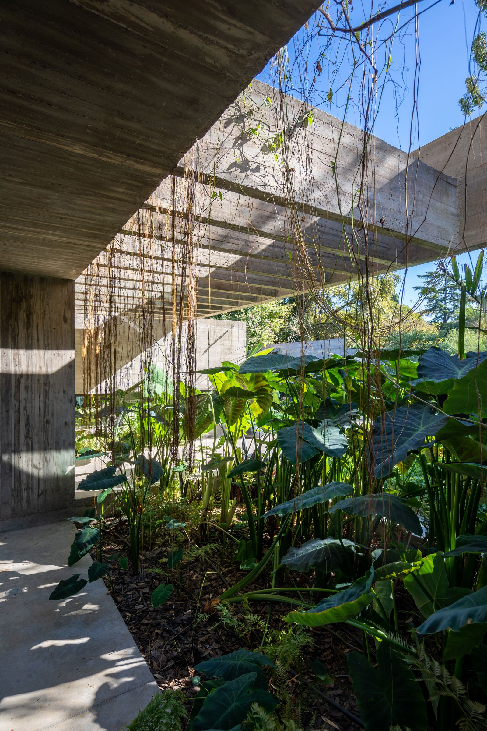 Jardín interior brutalista con vegetación exuberante y pérgola de hormigón — proyecto Casa Leloir, por Besonías Almeida arquitectos, en Parque Leloir