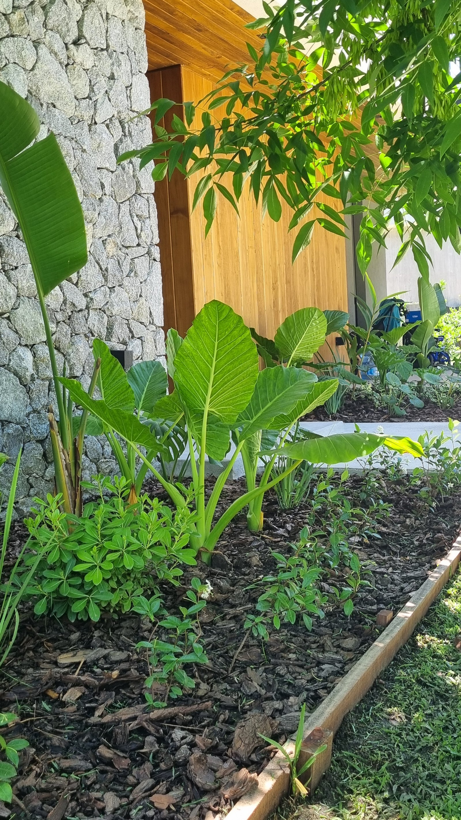 Jardín tropical con pared de piedra y madera — proyecto Ayres del Pilar - La Cañada, por Marcela García Brünner Paisajista, en INF44024 - Colectora Este
