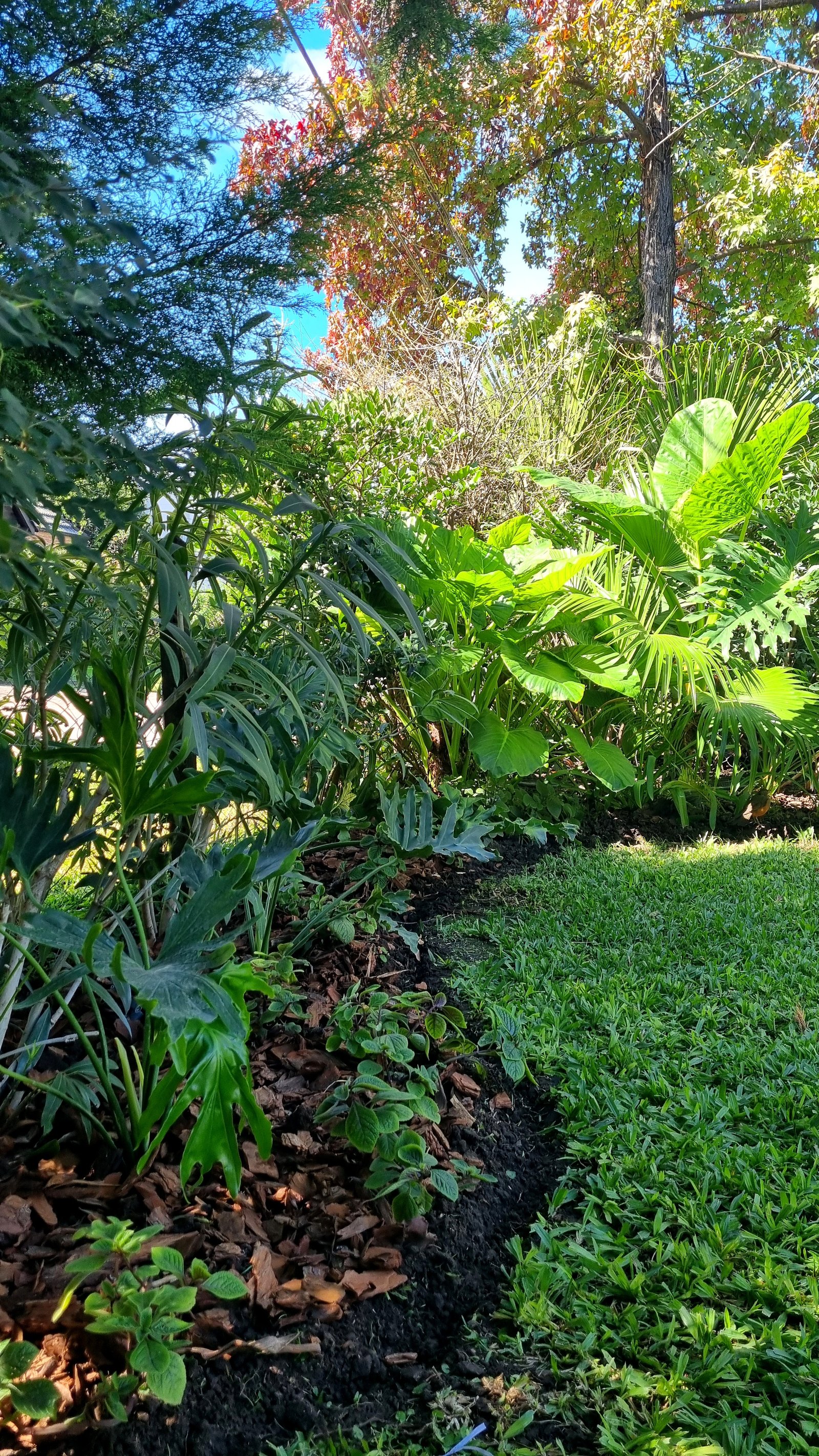 Jardín exuberante con césped verde y plantas tropicales — proyecto Miraflores, por Marcela García Brünner Paisajista, en Ruta Panamericana KM 37
