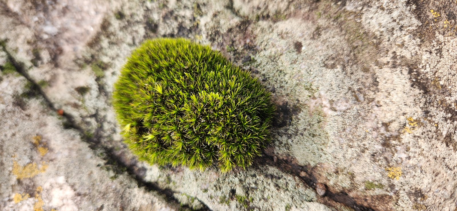 Musgo verde em rocha texturizada áspera — projeto Reserva Naural Paititi, por Estudio Rifahi, em Sierra de los Padres
