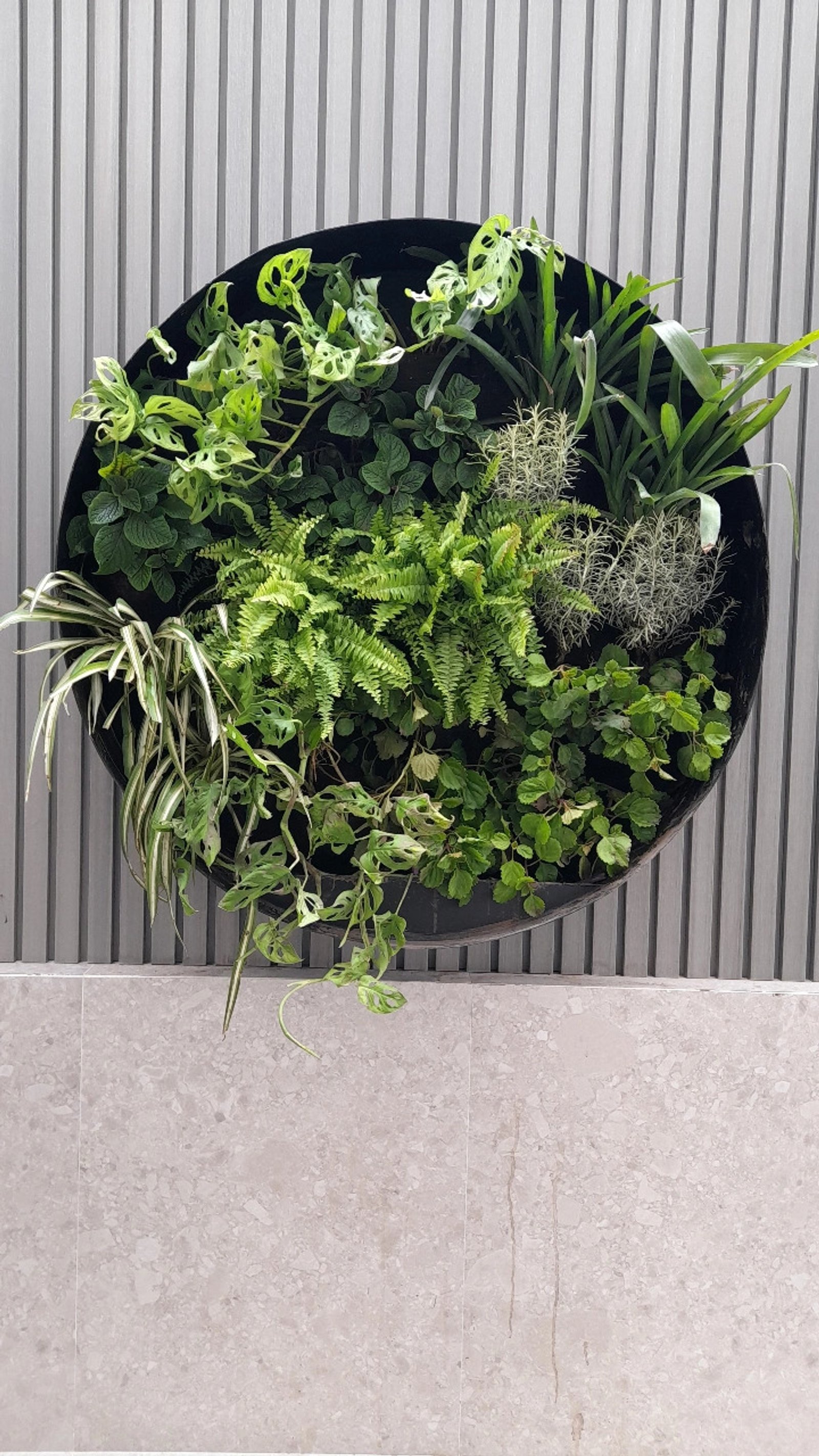 jardín vertical circular con pared de madera — proyecto Jardín vertical - San isidro, por Jardinmania, en San Isidro