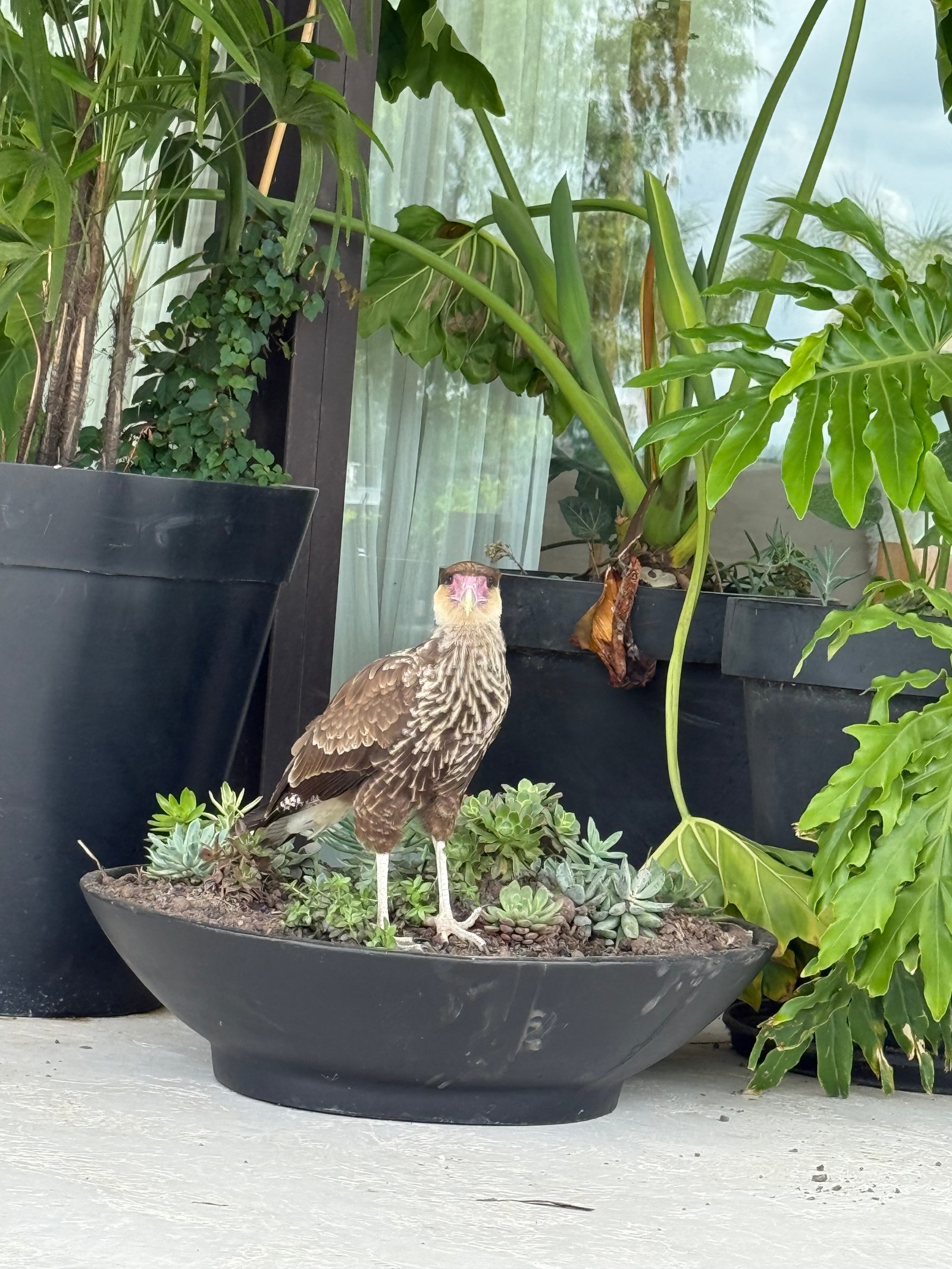 Pássaro em vaso com suculentas em pátio externo — projeto EL ENCUENTRO, por Baires Green, em Pacheco