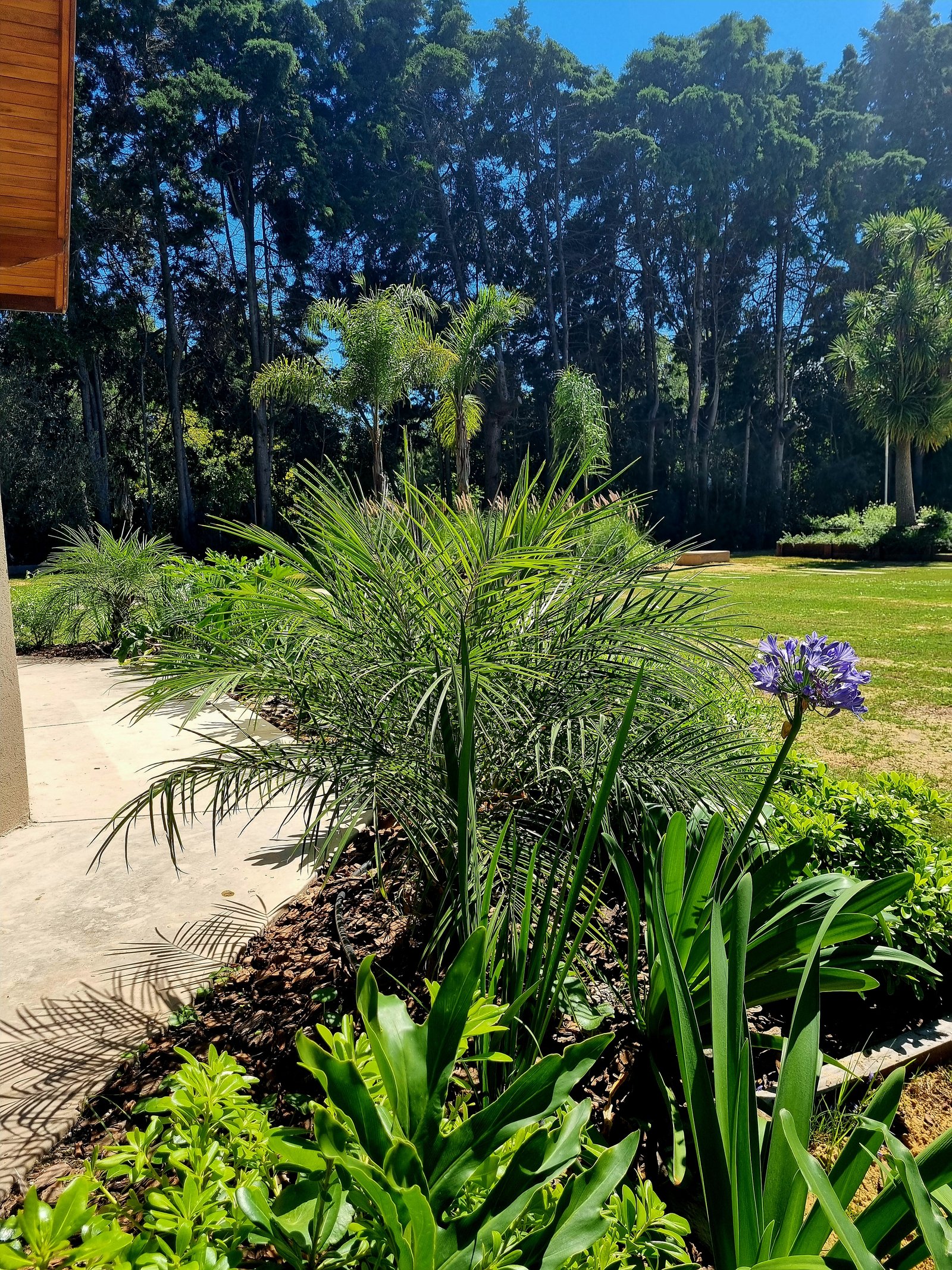 Jardim exuberante com pérgola e flores de Agapanthus — projeto La Quinta, por Marcela García Brünner Paisajista, em El Pato