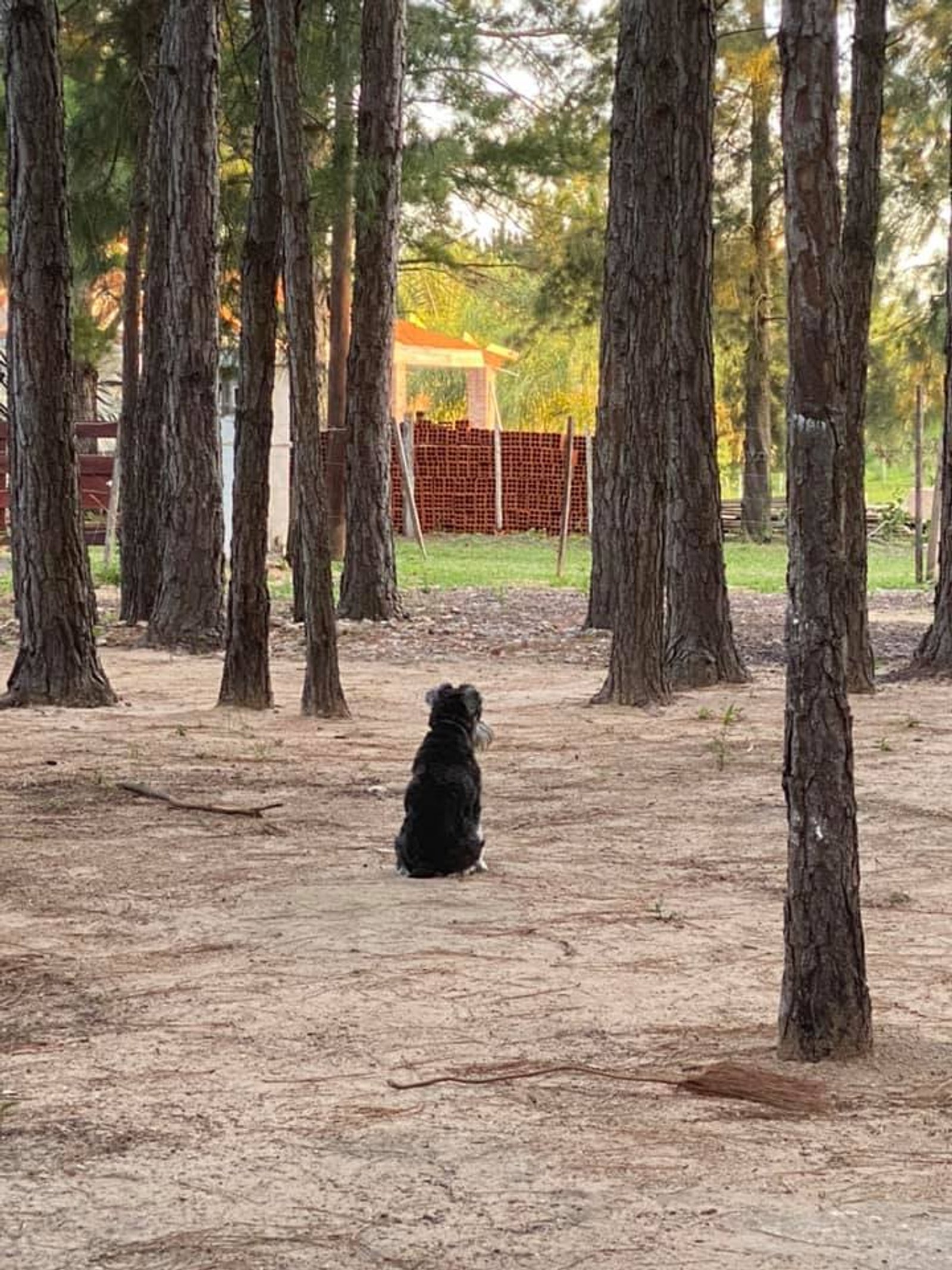 Perro negro sentado en un bosque de pinos cerca de una casa — proyecto Casa en el Bosque, por Arquitecto Gustavo Maidana, en Santa Ana de los Guácaras