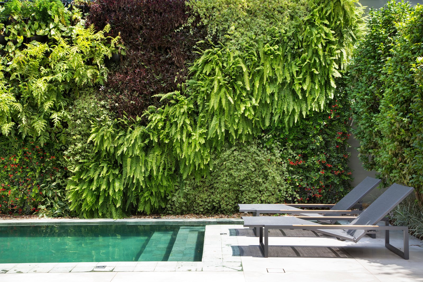 área de piscina com parede verde exuberante e espreguiçadeiras — projeto Residência Jardim Lusitânia, por Almada Arquitetura, em São Paulo