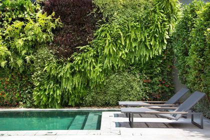 espacio de pileta con pared verde exuberante y reposeras — proyecto Residência Jardim Lusitânia, por Almada Arquitetura, en São Paulo