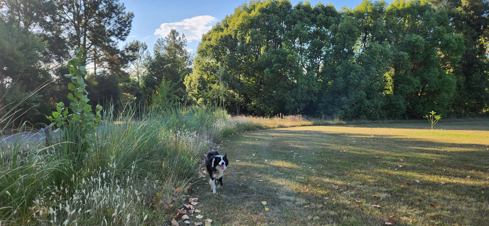 Perro border collie caminando en un prado verde con árboles — proyecto Casa VAL, por Estudio Rifahi, en Capilla del Señor