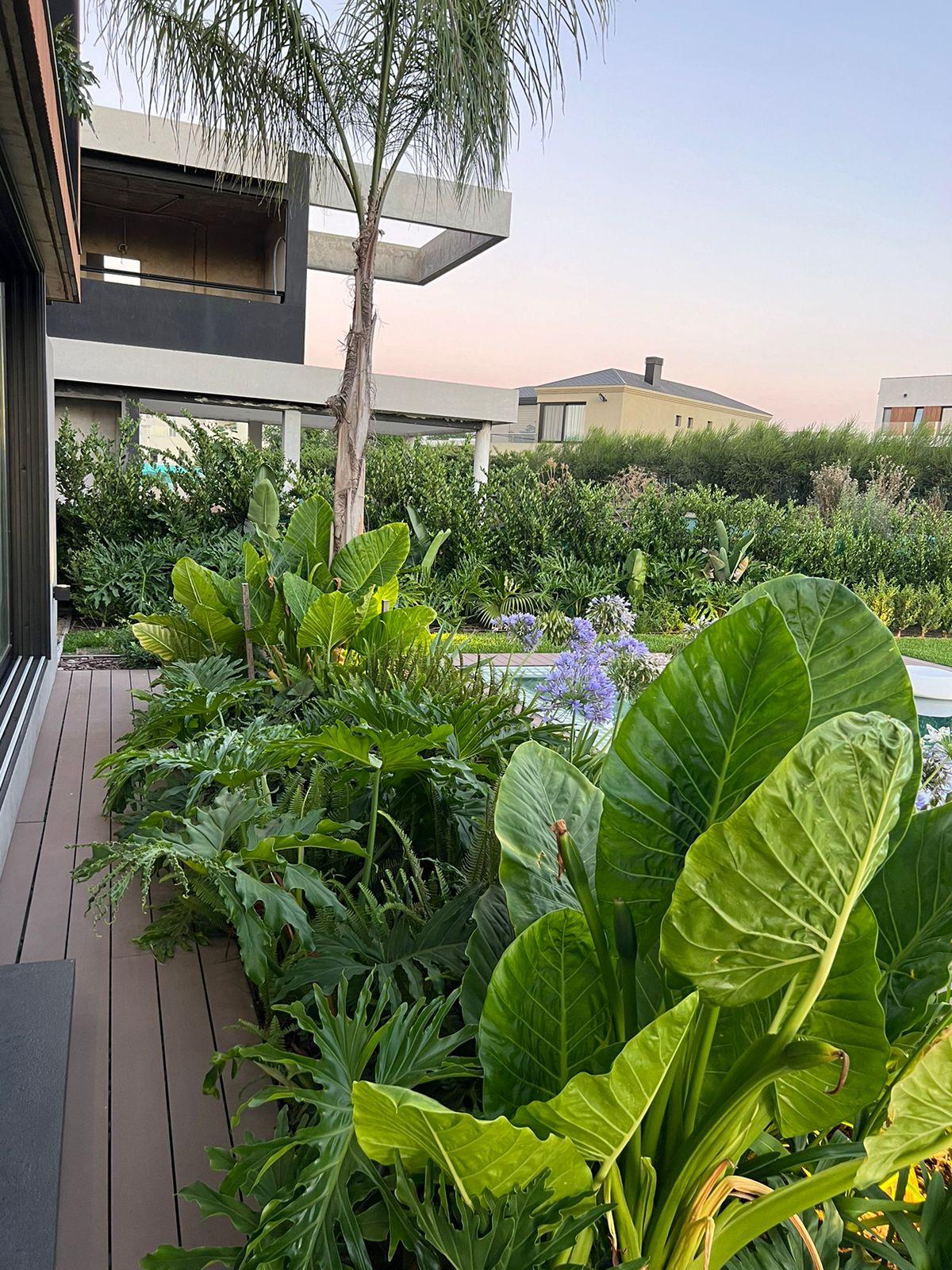 Terraço moderno com vegetação tropical exuberante e deck de madeira — projeto CAN., por Baires Green, em Canning